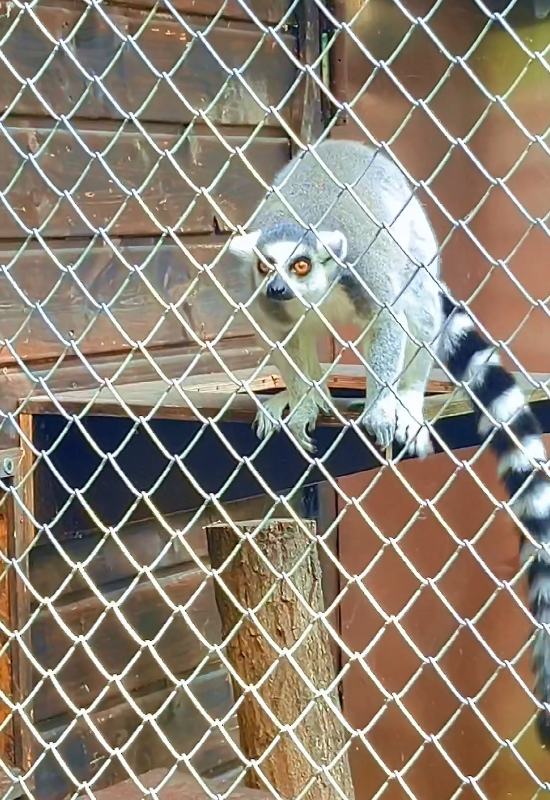 lemur2